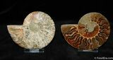 Very nice Inch Split Ammonite Pair #383-1